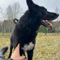 88388 - BOBIS