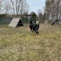 88388 - BOBIS