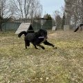 88388 - BOBIS