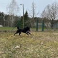 88388 - BOBIS