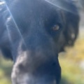 80722 - NORIS
