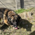 80722 - NORIS