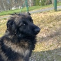 80722 - NORIS