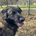80722 - NORIS