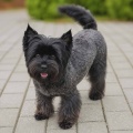 89933 - BARNI