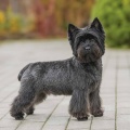 89933 - BARNI