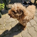 90824 - DOLLY