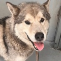 91040 - HUGO
