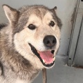 91040 - HUGO