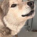 91040 - HUGO
