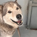 91040 - HUGO