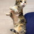 91206 - ASYA