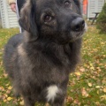 85049 - BARNI