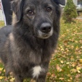 85049 - BARNI