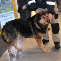 10420 - Tallinn/ PIRRE