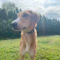 73940 - RAMZES