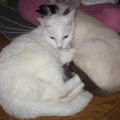 Lila