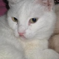 Lila