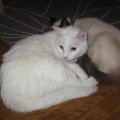 Lila