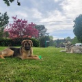 85471 - SARMA